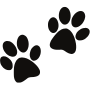 Allevamento di Lagotto Romagnolo a Cortiglione